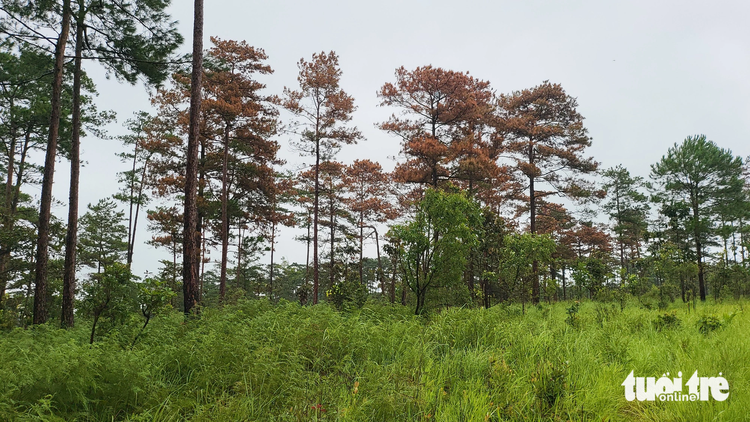 Pine forest poisoned in Vietnam’s Central Highlands