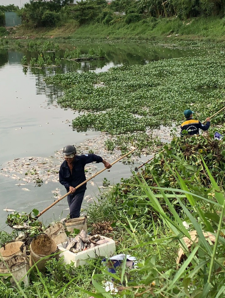Fish die en masse in Vietnam's Da Nang canal