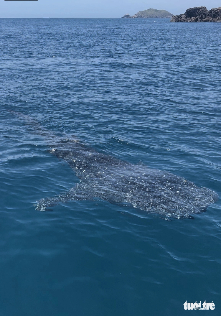 Whale shark spotted off south-central Vietnam coast