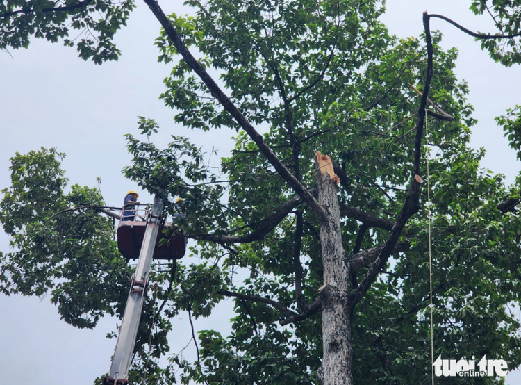 Falling tree narrowly misses man in Ho Chi Minh City