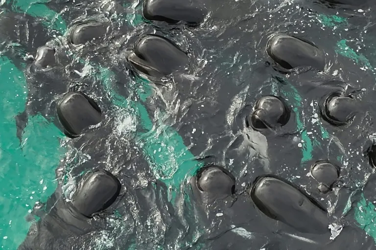 51 pilot whales dead after beaching in Western Australia