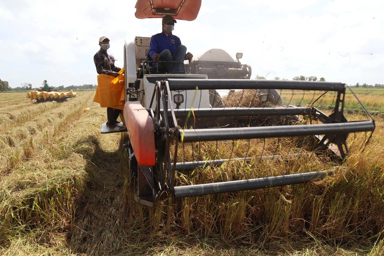 Vietnamese farmers eager to expand rice planting amid India’s export ban