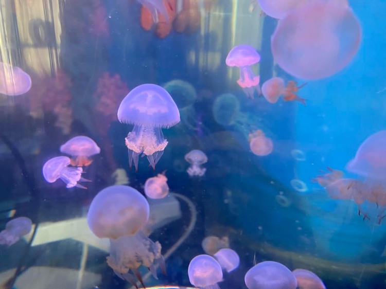 Jellyfish swim into the hearts of Ho Chi Minh City residents