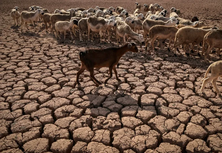 Drought-hit N.Africa turns to purified sea and wastewater