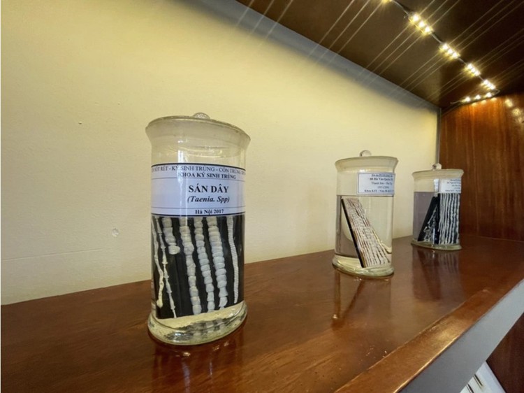 6-meter long tapeworm found in Vietnamese woman