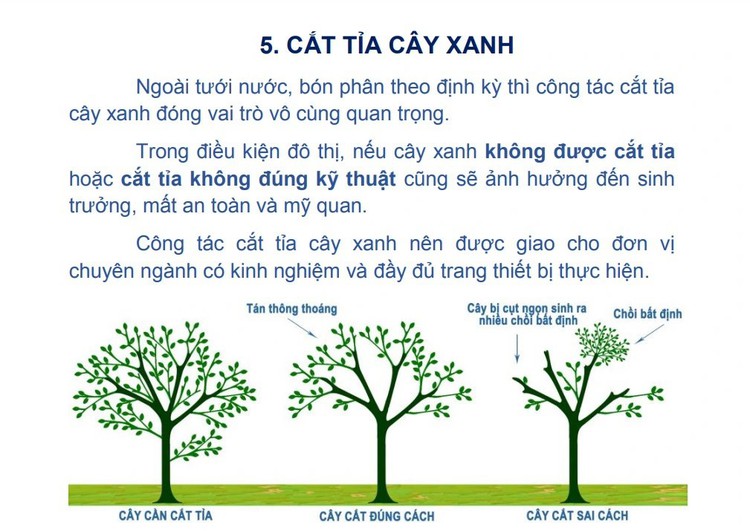 Improper pruning not effective prevention of storm damage in Ho Chi Minh City
