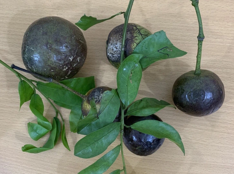 1 child dead, 3 critically ill after eating poisonous wild fruit in northern Vietnam