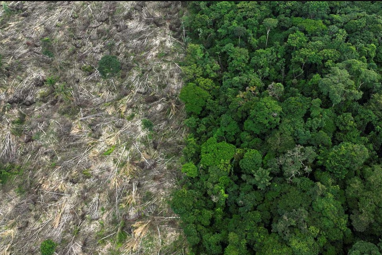 Brazil records 66% drop in Amazon deforestation in July