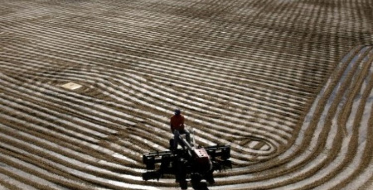 Brazil robusta exports grow as price gap to Vietnam remains high: analyst