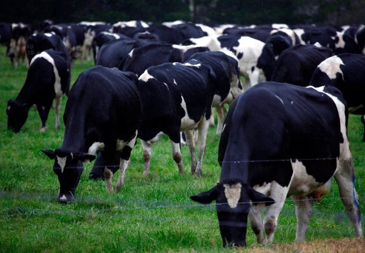 Malaysia blocks live cattle imports from Australia after skin disease scare