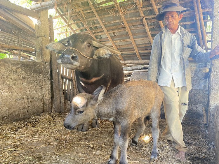 Buffalo calf born with 2 mouths, 2 noses in central Vietnam