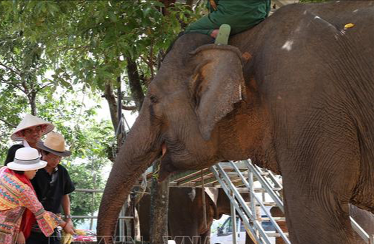 Domestic elephants in Vietnam province down by 93% in 40 years