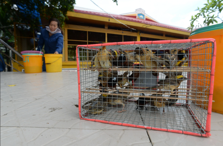 ‘Life release’ rite could threaten marine ecosystem