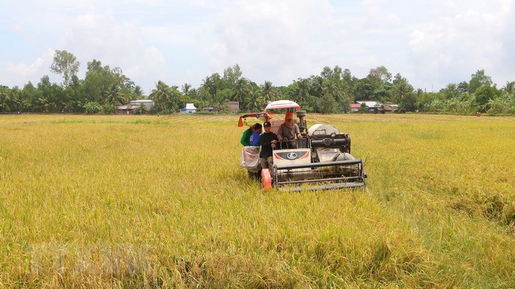 Vietnam’s first int’l rice festival to be held in Hau Giang