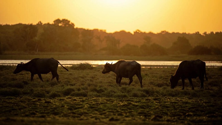 On Brazilian island, revered Asian buffalo claims its place