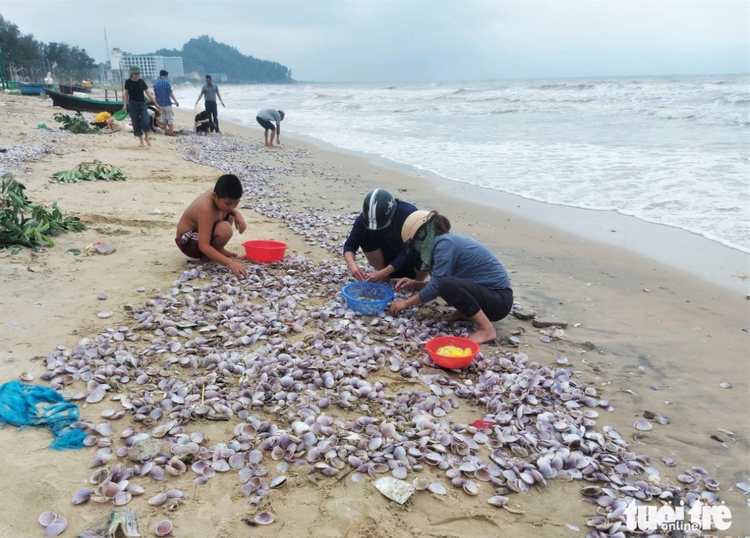 Clams flood beach in north-central Vietnam