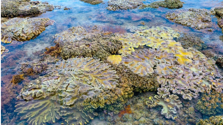 Vietnam’s Binh Dinh seeks to recover 4ha of coral reefs