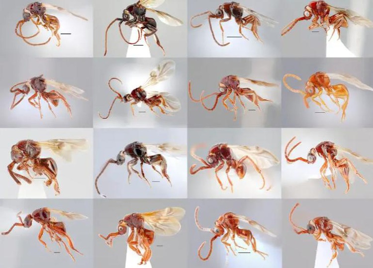 16 strange new parasitoid wasp species discovered in Vietnam