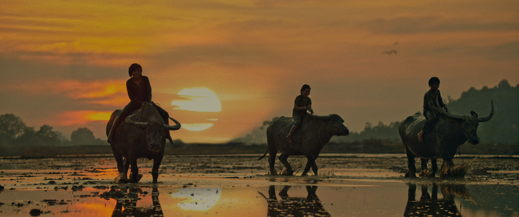 From page to screen: Book-adapted film brings Vietnam’s Mekong Delta to life