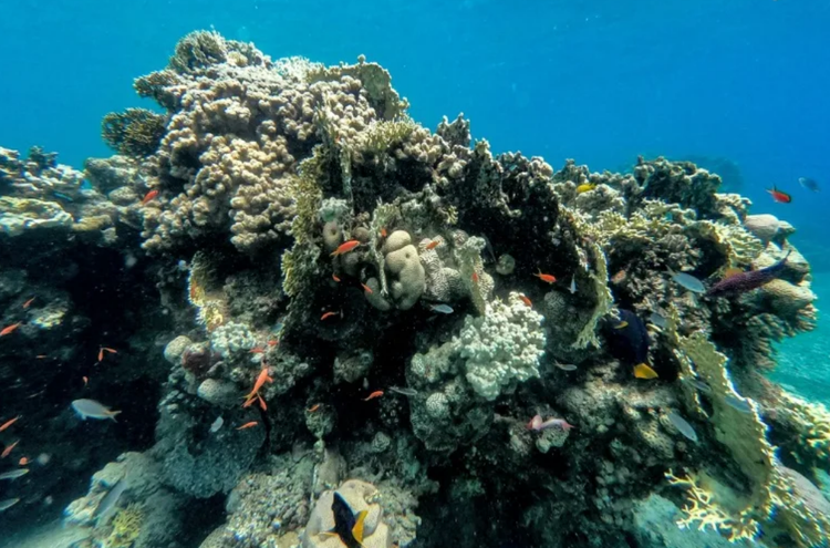 Red Sea corals threatened by mystery sea urchin deaths