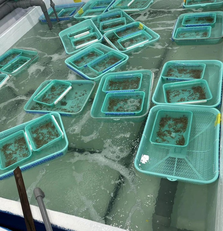 Lobster larvae increasingly smuggled into Vietnam