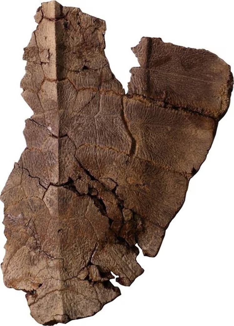 DNA remnants found in fossil of 6 million year old turtle