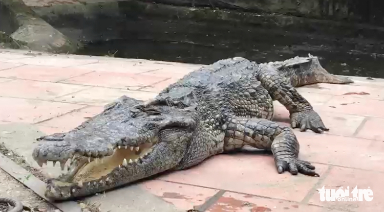10 captive crocs relocated from largest park in Vietnam’s Nghe An