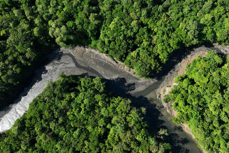 Home countries of major rainforests agree to work together to save them