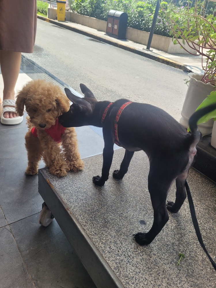 How to care for a pet in Vietnam as a foreigner?