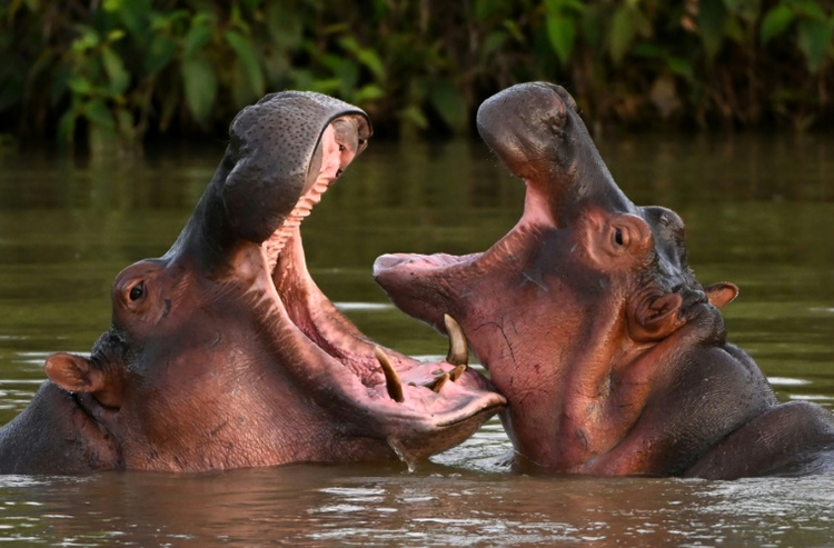 Colombia to cull some of Pablo Escobar's hippos
