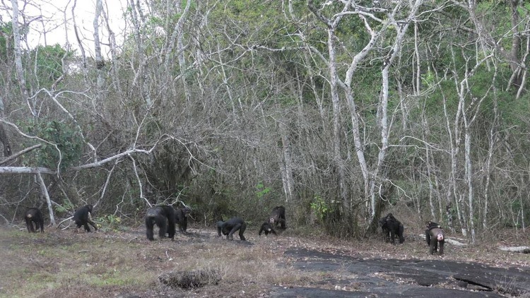Scientists observe chimpanzees using human-like warfare tactic