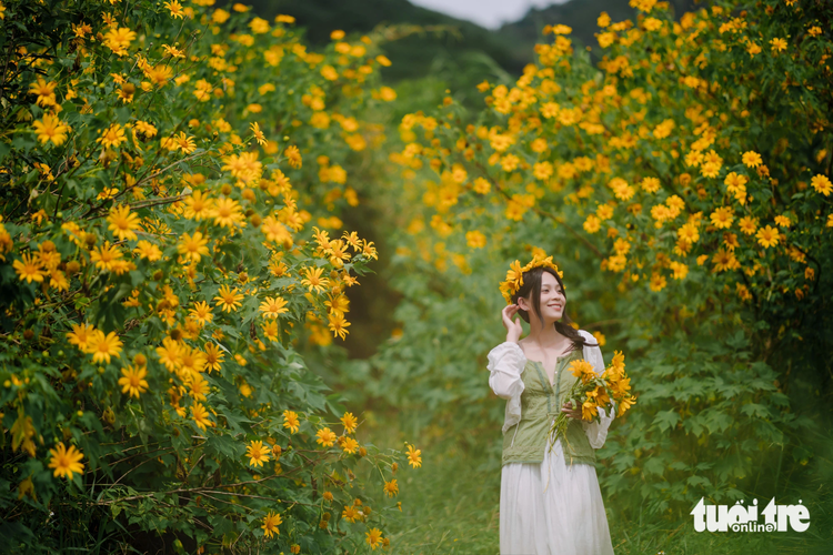 Discover routes full of wild sunflowers in Da Lat