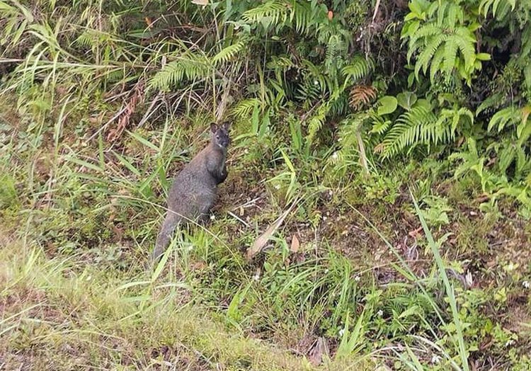 Non-native wallabies discovered in northern Vietnam