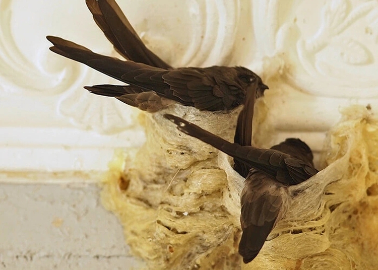 Vietnam to ship 1st batch of bird’s nests to China next week