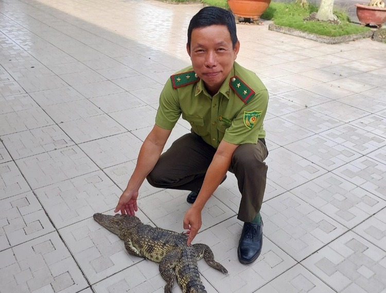 Another escaped crocodile captured in southern Vietnam