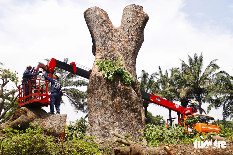Ho Chi Minh City fells massive century-old tree with hollow trunk