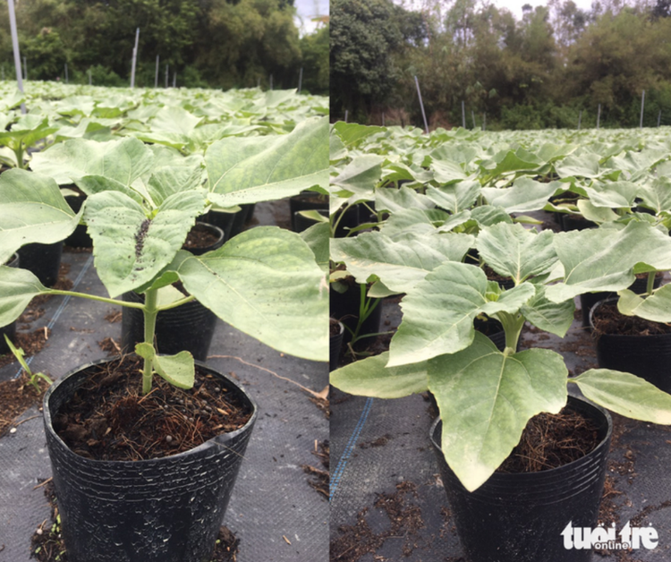 Ho Chi Minh City to plant 35,000 sunflower saplings on Saigon River bank