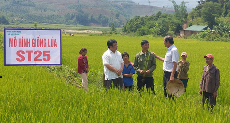 Vietnam’s ST25 rice named world’s best rice for 2nd time