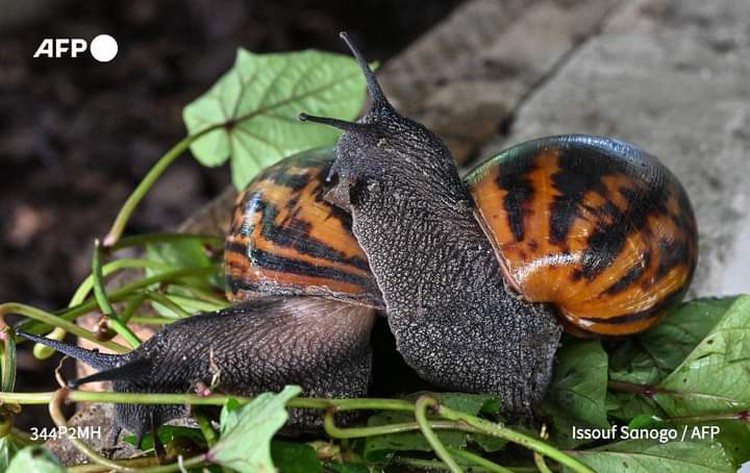 Working at giant snail's pace a boon for Ivorian farmers