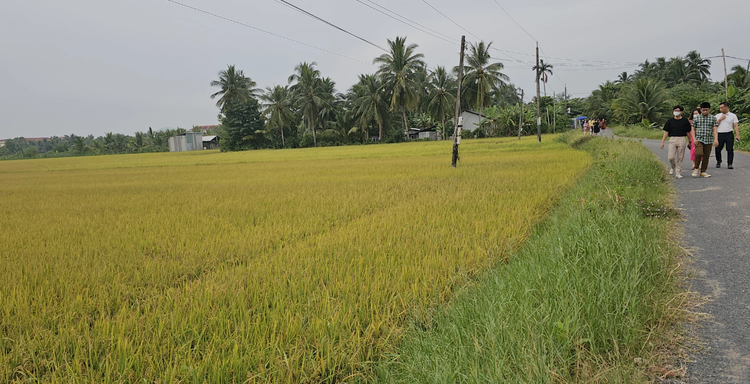 Over 39 nations to join Vietnam’s rice festival