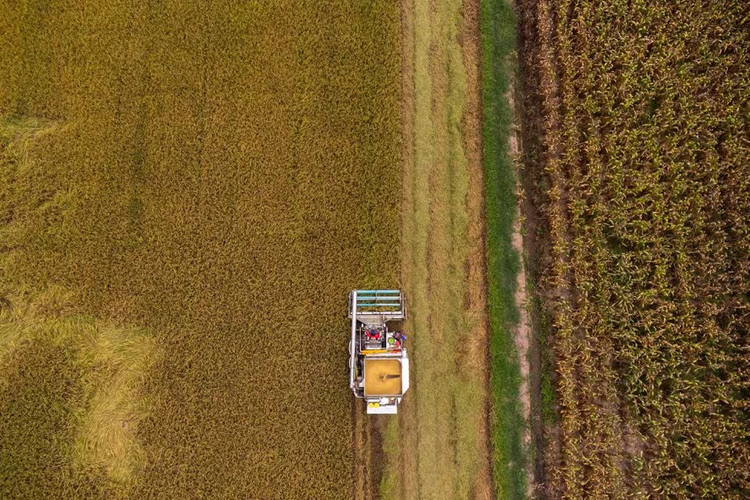 Thai rice sells well thanks to Vietnam: association president