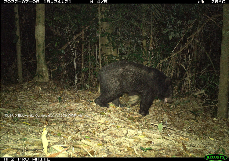 Vietnam’s 21 protected areas record downtrend in wildlife population: USAID survey