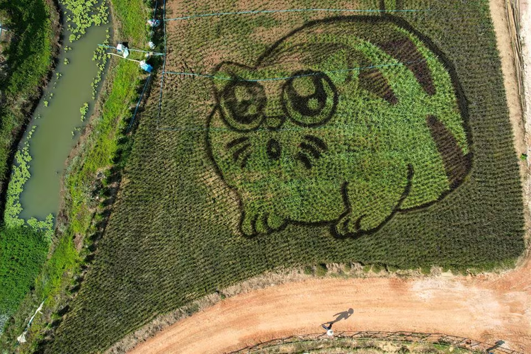 Thai rice farmer makes art with plantings that depict cats