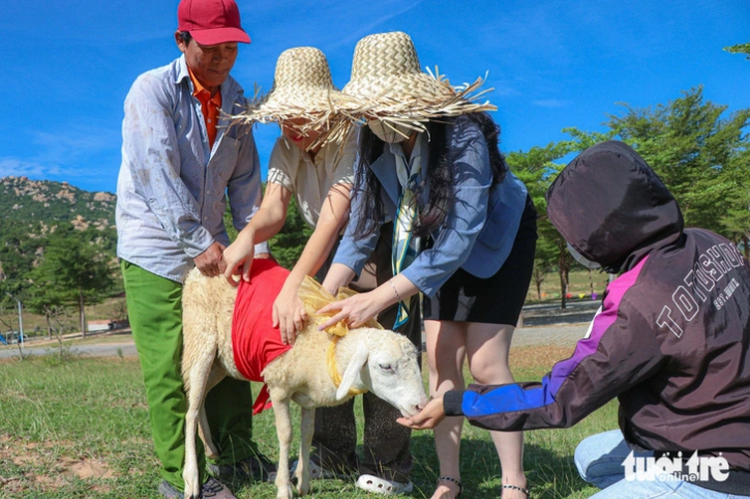 Hundreds of sheep to help welcome New Year in south-central Vietnam