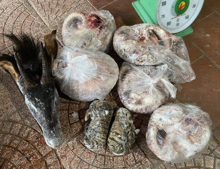 Vietnamese man faces 4-month detention for storing endangered animals