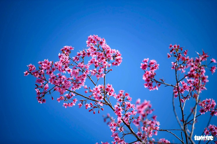 Commune in Vietnam's northern mountains festooned with wild Himalayan cherry blossoms