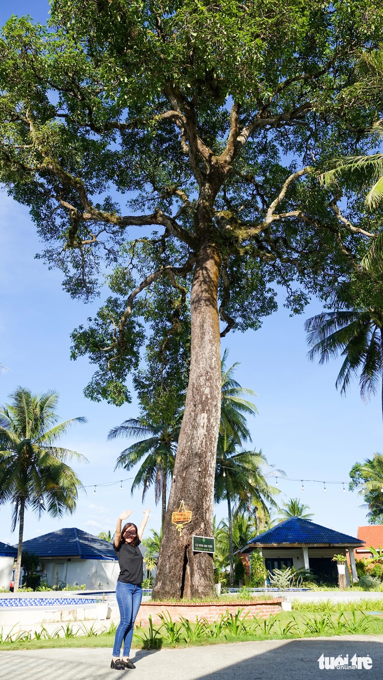 Timeless allure: Phu Quoc’s 300-year-old mango tree draws tourists