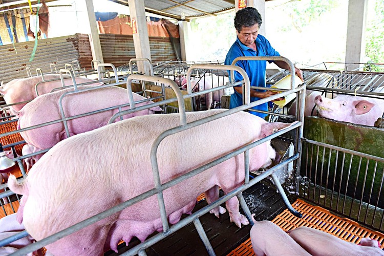 Farmers in southern Vietnam struggle with African swine fever