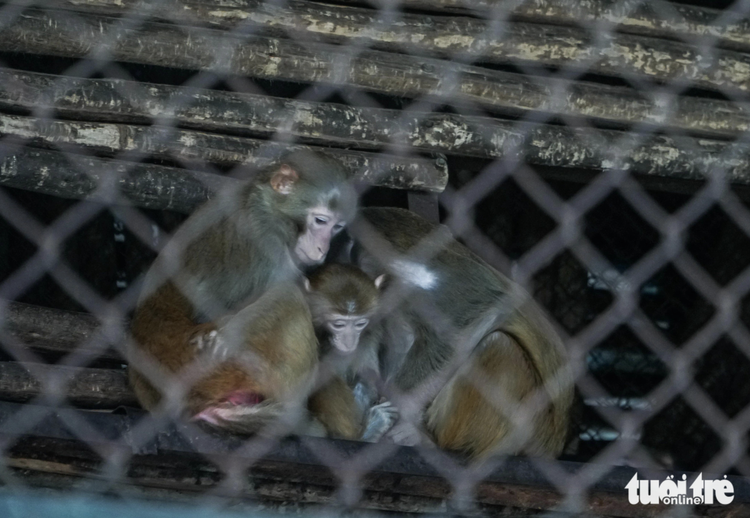 Monkeys huddle together for warmth at Hanoi zoo