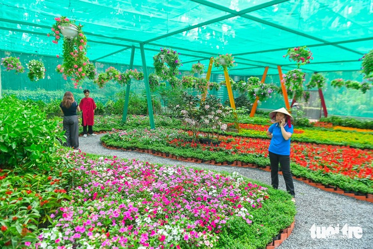 Saigon Zoo and Botanical Gardens reopens 500sqm butterfly garden for Tet